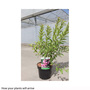 Prunus glandulosa 'Rosea Plena'