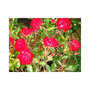 Rose 'Easy Elegance Mystic Fairy'