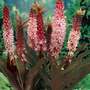 Eucomis 'Sparkling Burgundy'