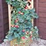 Strawberry 'Skyline'