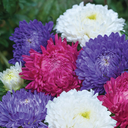 Aster 'Milady Mixed' - Seeds