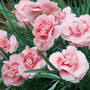 Dianthus 'Doris'