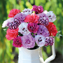 Dianthus 'Scented Mix'