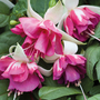 Fuchsia 'Flying Scotsman'