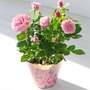 Rose 'Caroline'
