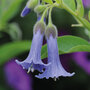 Acnistus australis 'Blue Angel's Trumpet'