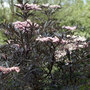 Sambucus nigra f. porphyrophylla 'Black Lace'