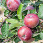 Apple 'Spartan'