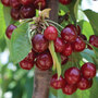 Cherry 'Stella' Bare Root