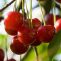Cherry 'Summer Sun'