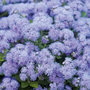 Ageratum houstonianum 'Blue Danube'