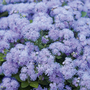 Ageratum houstonianum 'Blue Danube' F1 Hybrid - Seeds