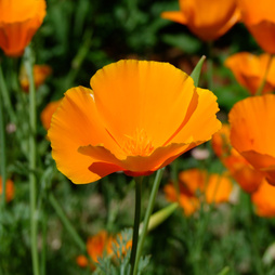 Californian Poppy 'Sun Shades' - Seeds