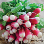 Radish 'French Breakfast 3' - Seeds for Kids