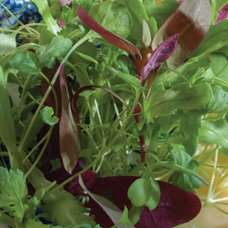 Salad Leaves 'Fancy Summer Mixed' - Seeds