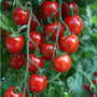 Tomato 'Apero' F1 Hybrid - Seeds