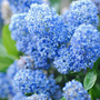 Ceanothus x delileanus 'Gloire de Versailles'