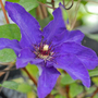Clematis 'Lasurstern'