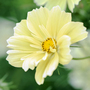 Cosmos bipinnatus 'Xanthos' - Seeds