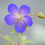 Geranium 'Johnson's Blue'