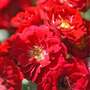 Rose 'Red Fairy' (Polyantha)