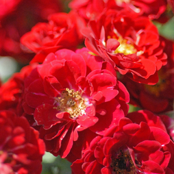 Rose 'Red Fairy' (Polyantha)