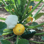 Squash 'Patty Pans Scallop Mixed' (Summer)
