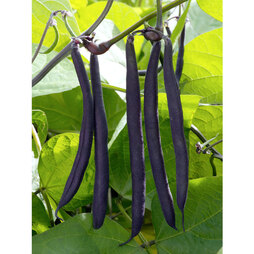 Dwarf Bean 'Purple Teepee' - Seeds