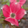 Cornus 'Royal Red'