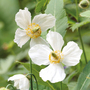 Meconopsis baileyi 'Alba'
