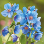 Meconopsis baileyi 'Blue'