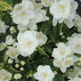 Philadelphus 'Innocence'