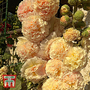 Hollyhock 'Chater's Double Apricot' - Seeds