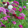 Dianthus barbatus 'Excelsior Mixed' - Seeds