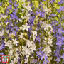 Campanula pyramidalis (Mixed) - Seeds