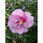 Hibiscus syriacus 'Lavender Chiffon'