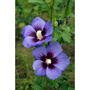 Hibiscus syriacus Ultramarine 'Minultra'