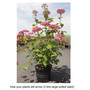 Hydrangea arborescens 'Pink Annabelle'