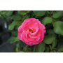 Rose 'Melrose'