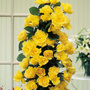 Rose 'Golden Showers'
