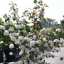 Viburnum plicatum f. plicatum 'Mary Milton'