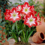 Amaryllis 'Minerva'