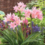 Amarcrinum howardii
