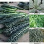 All Season Long Kale Mix