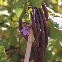 Climbing Bean 'Blauhilde' - Seeds
