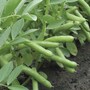 Broad Bean 'De Monica' - Seeds
