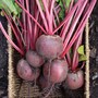 Beetroot 'Red Ace' F1 Hybrid (Globe) - Seeds