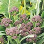 Broccoli 'Summer Purple' (Purple Sprouting) - Seeds