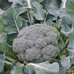 Broccoli 'Ironman' F1 Hybrid (Calabrese) - Seeds