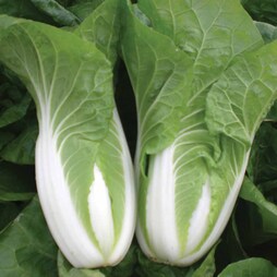 Cabbage chinese 'Natsuki' F1 - Seeds